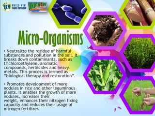 • Neutralize the residue of harmful
substances and pollution in the soil. It
breaks down contaminants, such as
trichloroethylene, aromatic
compounds, herbicides and heavy
metals. This process is termed as
“biological therapy and restoration”.
• Promotes development of more
nodules in rice and other leguminous
plants. It enables the growth of more
nodules, increases their
weight, enhances their nitrogen fixing
capacity and reduces their usage of
nitrogen fertilizer.
 