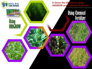 It shows the difference using
UNIGROW and Chemical Fertilizer.
 