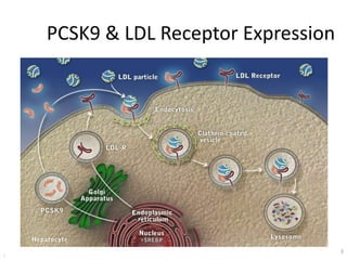 3
PCSK9 & LDL Receptor Expression
3
 