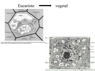 Eucarioto vegetal
 