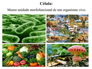 Célula:
Menor unidade morfofuncional de um organismo vivo.
 