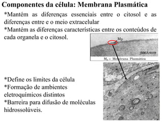Componentes da célula: Membrana Plasmática
*Define os limites da célula
*Formação de ambientes
eletroquímicos distintos
*Barreira para difusão de moléculas
hidrossolúveis.
*Mantém as diferenças essenciais entre o citosol e as
diferenças entre e o meio extracelular
*Mantém as diferenças características entre os conteúdos de
cada organela e o citosol.
 