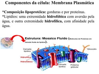 *Composição lipoprotéica: gorduras e por proteínas.
*Lipídios: uma extremidade hidrofóbica com aversão pela
água, e outra extremidade hidrofílica, com afinidade pela
água.
Componentes da célula: Membrana Plasmática
 