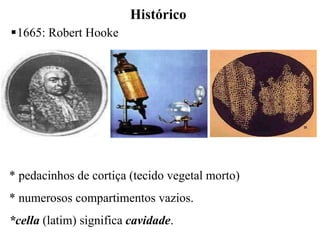 Histórico
1665: Robert Hooke
* pedacinhos de cortiça (tecido vegetal morto)
* numerosos compartimentos vazios.
*cella (latim) significa cavidade.
 