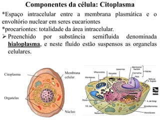 *Espaço intracelular entre a membrana plasmática e o
envoltório nuclear em seres eucariontes
*procariontes: totalidade da área intracelular.
 Preenchido por substância semifluida denominada
hialoplasma, e neste fluído estão suspensos as organelas
celulares.
Citoplasma Membrana
celular
Organelas
Núcleo
Componentes da célula: Citoplasma
 