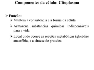  Função:
 Mantem a consistência e a forma da célula
 Armazena substâncias químicas indispensáveis
para a vida
 Local onde ocorre as reações metabólicas (glicólise
anaeróbia, e a síntese de proteica
Componentes da célula: Citoplasma
 