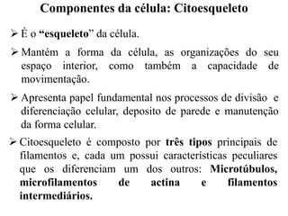  É o “esqueleto” da célula.
 Mantém a forma da célula, as organizações do seu
espaço interior, como também a capacidade de
movimentação.
 Apresenta papel fundamental nos processos de divisão e
diferenciação celular, deposito de parede e manutenção
da forma celular.
 Citoesqueleto é composto por três tipos principais de
filamentos e, cada um possui características peculiares
que os diferenciam um dos outros: Microtúbulos,
microfilamentos de actina e filamentos
intermediários.
Componentes da célula: Citoesqueleto
 