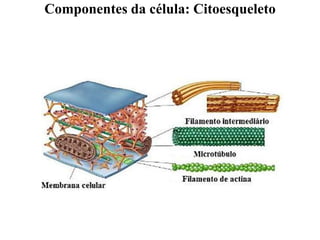 Componentes da célula: Citoesqueleto
 