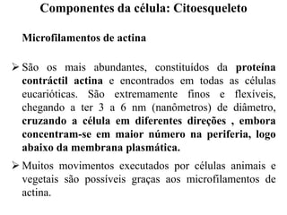Microfilamentos de actina
 São os mais abundantes, constituídos da proteína
contráctil actina e encontrados em todas as células
eucarióticas. São extremamente finos e flexíveis,
chegando a ter 3 a 6 nm (nanômetros) de diâmetro,
cruzando a célula em diferentes direções , embora
concentram-se em maior número na periferia, logo
abaixo da membrana plasmática.
 Muitos movimentos executados por células animais e
vegetais são possíveis graças aos microfilamentos de
actina.
Componentes da célula: Citoesqueleto
 