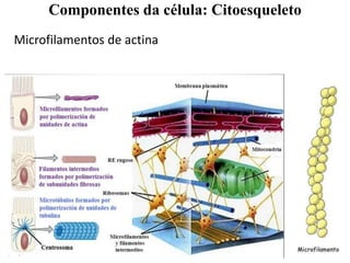 Microfilamentos de actina
Componentes da célula: Citoesqueleto
 