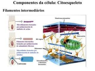Filamentos intermediários
Componentes da célula: Citoesqueleto
 
