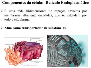  É uma rede tridimensional de espaços envoltos por
membranas altamente enroladas, que se estendem por
todo o citoplasma.
 Atua como transportador de substâncias.
Componentes da célula: Retículo Endoplasmático
 