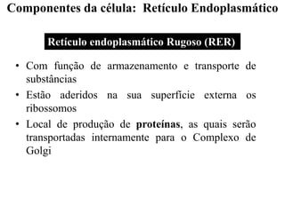 Retículo endoplasmático Rugoso (RER)
• Com função de armazenamento e transporte de
substâncias
• Estão aderidos na sua superfície externa os
ribossomos
• Local de produção de proteínas, as quais serão
transportadas internamente para o Complexo de
Golgi
Componentes da célula: Retículo Endoplasmático
 