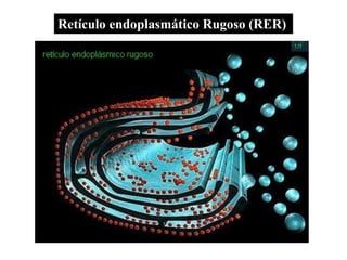 Retículo endoplasmático Rugoso (RER)
 