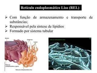 Retículo endoplasmático Liso (REL)
 Com função de armazenamento e transporte de
substâncias;
 Responsável pela síntese de lipídios
 Formado por sistema tubular
 
