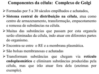  Formadas por 5 a 30 sáculos empilhados e achatados,
 Sistema central de distribuição na célula, atua como
centro de armazenamento, transformação, empacotamento
e remessa de substâncias na célula.
 Muitas das substâncias que passam por esta organela
serão eliminadas da célula, indo atuar em diferentes partes
do organismo.
 Encontra-se entre o RE e a membrana plasmática.
 São bolsas membranosas e achatadas
 Transformam substâncias que chegam via retículo
endoplasmático e eliminam substâncias produzidas pela
célula, mas que irão atuar fora dela (enzimas por
exemplo).
Componentes da célula: Complexo de Golgi
 