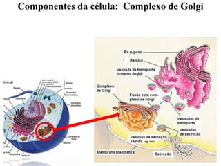 Componentes da célula: Complexo de Golgi
 