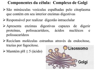  São minúsculas vesículas espalhadas pelo citoplasma
que contém em seu interior enzimas digestivas
 Responsável por realizar digestão intracelular
 Apresenta enzimas digestivas capazes de digerir
proteínas, polissacarídeos, ácidos nucléicos e
polissacarídeos
 Reciclam moléculas estranhas através da endocitose,
trazias por fagocitose.
 Mamtém pH ≤ 5 (ácido)
Componentes da célula: Complexo de Golgi
 