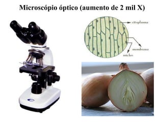 Microscópio óptico (aumento de 2 mil X)
 