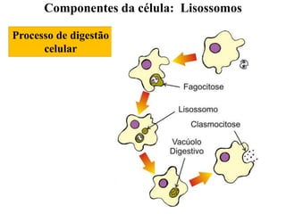 Processo de digestão
celular
Componentes da célula: Lisossomos
 