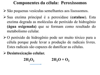  São pequenas vesículas semelhantes aos lisossomos.
 Sua enzima principal é a peroxidase (catalase). Esta
enzima degrada as moléculas de peróxido de hidrogênio
(água oxigenada) que se formam como resultado do
metabolismo celular.
 O peróxido de hidrogênio pode ser muito tóxico para a
célula porque pode levar a produção de radicais livres.
Estes radicais são capazes de danificar as células.
 Desintoxicação celular.
2H2O2 2H2O + O2
Componentes da célula: Peroxissomos
 
