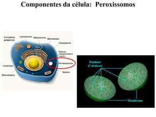 Componentes da célula: Peroxissomos
 