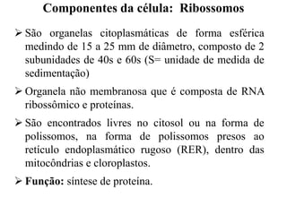  São organelas citoplasmáticas de forma esférica
medindo de 15 a 25 mm de diâmetro, composto de 2
subunidades de 40s e 60s (S= unidade de medida de
sedimentação)
 Organela não membranosa que é composta de RNA
ribossômico e proteínas.
 São encontrados livres no citosol ou na forma de
polissomos, na forma de polissomos presos ao
retículo endoplasmático rugoso (RER), dentro das
mitocôndrias e cloroplastos.
 Função: síntese de proteína.
Componentes da célula: Ribossomos
 