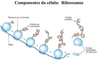 Componentes da célula: Ribossomos
 