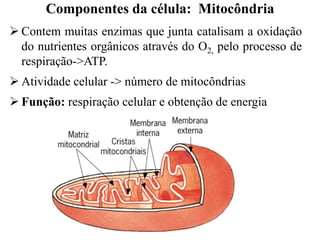  Contem muitas enzimas que junta catalisam a oxidação
do nutrientes orgânicos através do O2, pelo processo de
respiração->ATP.
 Atividade celular -> número de mitocôndrias
 Função: respiração celular e obtenção de energia
Componentes da célula: Mitocôndria
 