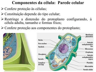  Confere proteção às células;
 Constituição depende do tipo celular;
 Restringe a distensão do protoplasto configurando, à
célula adulta, tamanho e formas fixos;
 Confere proteção aos componentes do protoplasto;
Componentes da célula: Parede celular
 