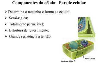  Determina o tamanho e forma da célula;
 Semi-rigída;
 Totalmente permeável;
 Estrutura de revestimento;
 Grande resistência a tensão.
Componentes da célula: Parede celular
 