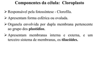  Responsável pela fotossíntese - Clorofila.
 Apresentam forma esférica ou ovalada.
 Organela envolvida por dupla membrana pertencente
ao grupo dos plastídios.
 Apresentam membranas interna e externa, e um
terceiro sistema de membranas, os tilacóides.
Componentes da célula: Cloroplasto
 