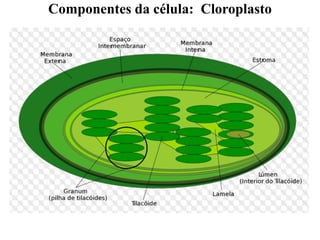 Componentes da célula: Cloroplasto
 