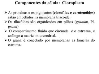  As proteínas e os pigmentos (clorofilas e carotenóides)
estão embebidos na membrana tilacóide.
 Os tilacóides são organizados em pilhas (granum, Pl.
grana)
 O compartimento fluido que circunda é o estroma, é
análogo à matriz mitocondrial.
 O grana é conectado por membranas as lamelas do
estroma.
Componentes da célula: Cloroplasto
 