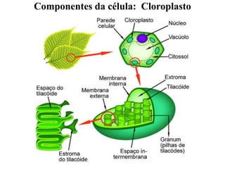 Componentes da célula: Cloroplasto
 
