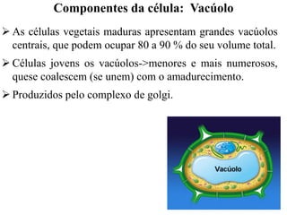  As células vegetais maduras apresentam grandes vacúolos
centrais, que podem ocupar 80 a 90 % do seu volume total.
 Células jovens os vacúolos->menores e mais numerosos,
quese coalescem (se unem) com o amadurecimento.
 Produzidos pelo complexo de golgi.
Componentes da célula: Vacúolo
 