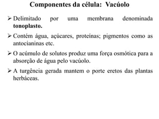  Delimitado por uma membrana denominada
tonoplasto.
 Contém água, açúcares, proteínas; pigmentos como as
antocianinas etc.
 O acúmulo de solutos produz uma força osmótica para a
absorção de água pelo vacúolo.
 A turgência gerada mantem o porte eretos das plantas
herbáceas.
Componentes da célula: Vacúolo
 