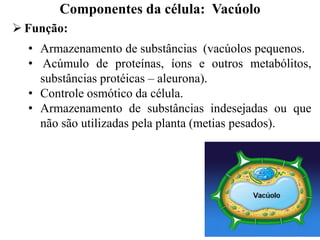  Função:
• Armazenamento de substâncias (vacúolos pequenos.
• Acúmulo de proteínas, íons e outros metabólitos,
substâncias protéicas – aleurona).
• Controle osmótico da célula.
• Armazenamento de substâncias indesejadas ou que
não são utilizadas pela planta (metias pesados).
Componentes da célula: Vacúolo
 