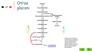 Otros precursores de la
gluconeogénesis
A partir del piruvato
mitocondrial hay otras
sustancias no
hidrocarbonadas que
pueden servir como
precursoras para
sintetizar glucosa.
Lactato
(ciclo de
cori)
Aminoácid
os
(Alanina)
Glicerol
Intermedi
arios del
ciclo de
krebs.
Nombres en azul indican los
sustratos de la vía, flechas en
rojo las reacciones únicas de
esta vía, flechas cortadas
indican reacciones de la
glucolisis que van en contra de
esta vía, flechas en negrita
indican la dirección de la
gluconeogénesis.
 