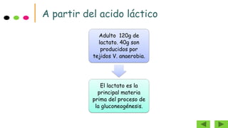 A partir del acido láctico
Adulto 120g de
lactato. 40g son
producidos por
tejidos V. anaerobia.
El lactato es la
principal materia
prima del proceso de
la gluconeogénesis.
 