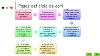 Pasos del ciclo de cori
A.) M. actividad que
obtiene de su
glucógeno
Transforma en
glucosa 6- fosfato =
piruvato->lactato
B.) EL acido láctico
puede tener varios
destinos: ser
captado por el
hígado
O convertirse en
piruvato y entrar al
C. Krebs o pasar a
la sangre y
excretarse
C.) En el hepatocito
el lactato se
convierte en
piruvato = glucosa 6
– fosfato
D.) La enzima glucosa
6-fosfatasa convierte
a la glucosa 6- fosfato
en glucosa pasa a la
sangre
E.) M. E capta
glucosa sanguinea y
la convierte en
glucosa 6-P este
paso es irreversible
M carece de la
enzima glucosa 6-
fosfatasa convierte
la glucosa 6 –
fosfato en glucosa
 