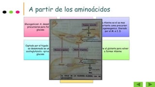 A partir de los aminoácidos
Glucogenicos= A. desaminados
precursores para formar
glucosa
Glucocetonicos : cuerpos
cetonicos
La Alanina es el aa mas
importante como precursor
glucogeneogenico liberado
por el M. e I. D
Captado por el higado donde
es desaminado se une al
acetoglutarato ->piruvato =
glucosa
Glucosa abandona el higado -
>sangre -> musculo =glucolisis
= piruvato
Se une al glutanto para volver
a formar Alanina
Este proceso inicia y termina
en la Alanina y se conoce
como ciclo de la glucosa –
Alanina
 