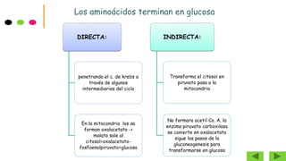 Los aminoácidos terminan en glucosa
DIRECTA:
penetrando el c. de krebs a
través de algunos
intermediarios del ciclo
En la mitocondria los aa
forman oxalacetato ->
malato sale al
citosol=oxalacetato-
fosfoenolpiruvato=glucosa
INDIRECTA:
Transforma el citosol en
piruvato pasa a la
mitocondria
No formara acetil Co. A. la
enzima piruvato carboxilasa
se conierte en oxalacetato
sigue los pasos de la
gluconeogenesis para
transformarse en glucosa
 