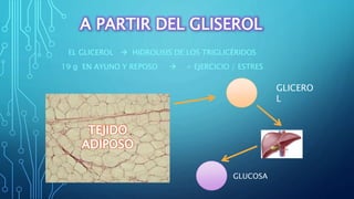 A PARTIR DEL GLISEROL
EL GLICEROL  HIDROLISIS DE LOS TRIGLICÉRIDOS
19 g EN AYUNO Y REPOSO  + EJERCICIO / ESTRES
GLICERO
L
GLUCOSA
TEJIDO
ADIPOSO
 