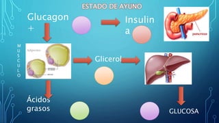 Glucagon
+
Insulin
a -
Ácidos
grasos
Glicerol
GLUCOSA
ESTADO DE AYUNO
M
U
S
C
U
L
O
 