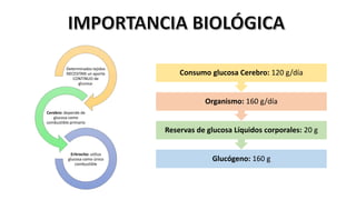 Glucógeno: 160 g
Reservas de glucosa Líquidos corporales: 20 g
Organismo: 160 g/día
Consumo glucosa Cerebro: 120 g/día
Determinados tejidos
NECESITAN un aporte
CONTINUO de
glucosa:
Cerebro: depende de
glucosa como
combustible primario
Eritrocito: utiliza
glucosa como único
combustible
 