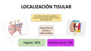 Citosol de las
células y
mitocondrias
En Cerebro, músculo esquelético y
músculo cardíaco tiene lugar muy poca
gluconeogénesis.
Corteza renal: 10%Hígado: 90%
 