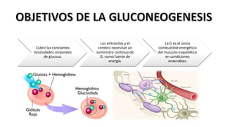 Cubrir las constantes
necesidades corporales
de glucosa.
Los eritrocitos y el
cerebro necesitan un
suministro continuo de
G. como fuente de
energía.
La G es el único
combustible energético
del musculo esquelético
en condiciones
anaerobias.
 