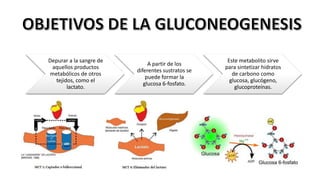 Depurar a la sangre de
aquellos productos
metabólicos de otros
tejidos, como el
lactato.
A partir de los
diferentes sustratos se
puede formar la
glucosa 6-fosfato.
Este metabolito sirve
para sintetizar hidratos
de carbono como
glucosa, glucógeno,
glucoproteínas.
 