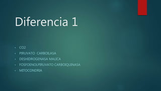 Diferencia 1
• CO2
• PIRUVATO CARBOILASA
• DESHIDROGENASA MALICA
• FOSFOENOLPIRUVATO CARBOIQUINASA
• MITOCONDRIA
 